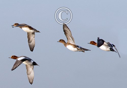 Widgeon in Flight DM1742
